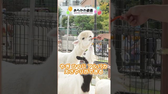 荒川区「あらかわ遊園」様 YouTubeショート